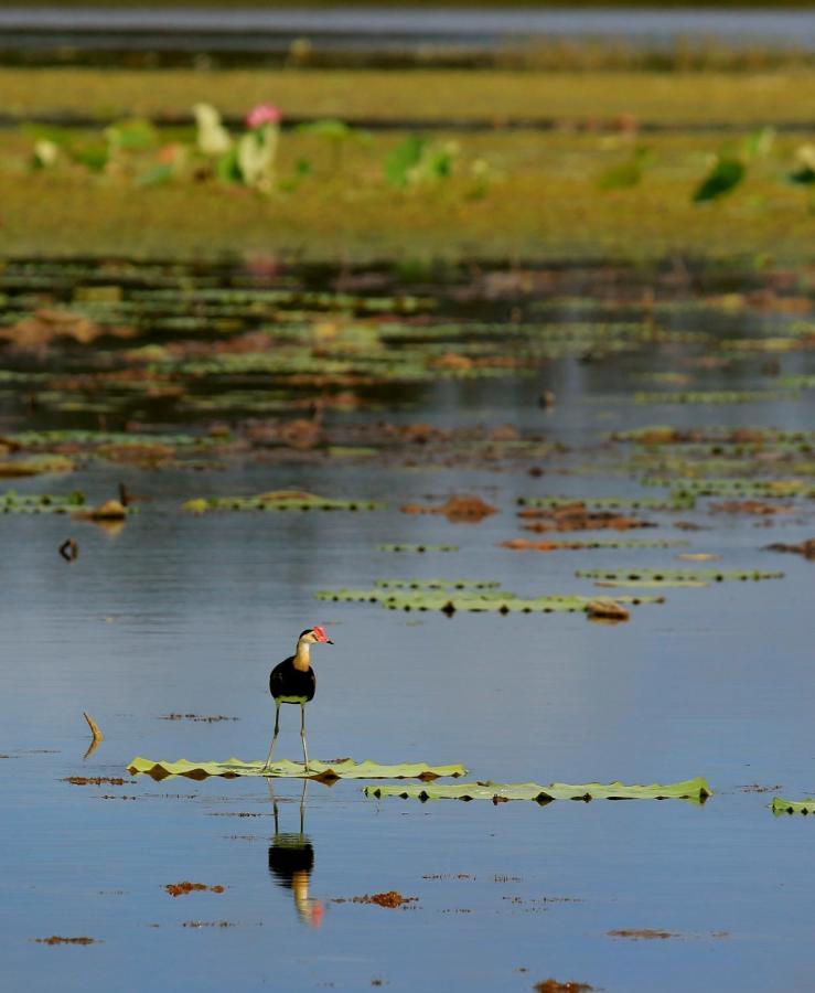Wild Nature Lodge, Mareeba Wetlands Biboohra Eksteriør billede